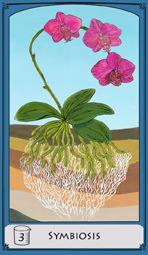 card5